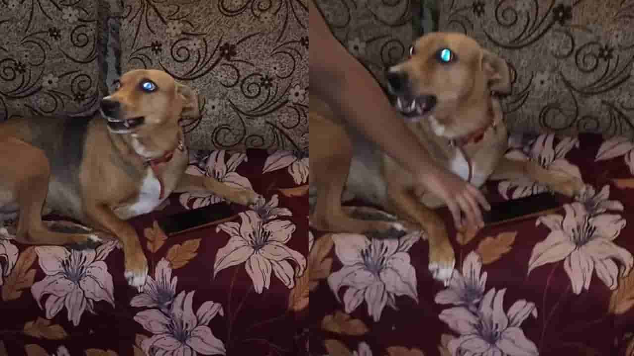 Video: ಮಾಲಕಿಯ ಮೊಬೈಲ್ ಯಾರು ಮುಟ್ಟದಂತೆ ಕಾವಲಿಗೆ ನಿಂತ ಶ್ವಾನ