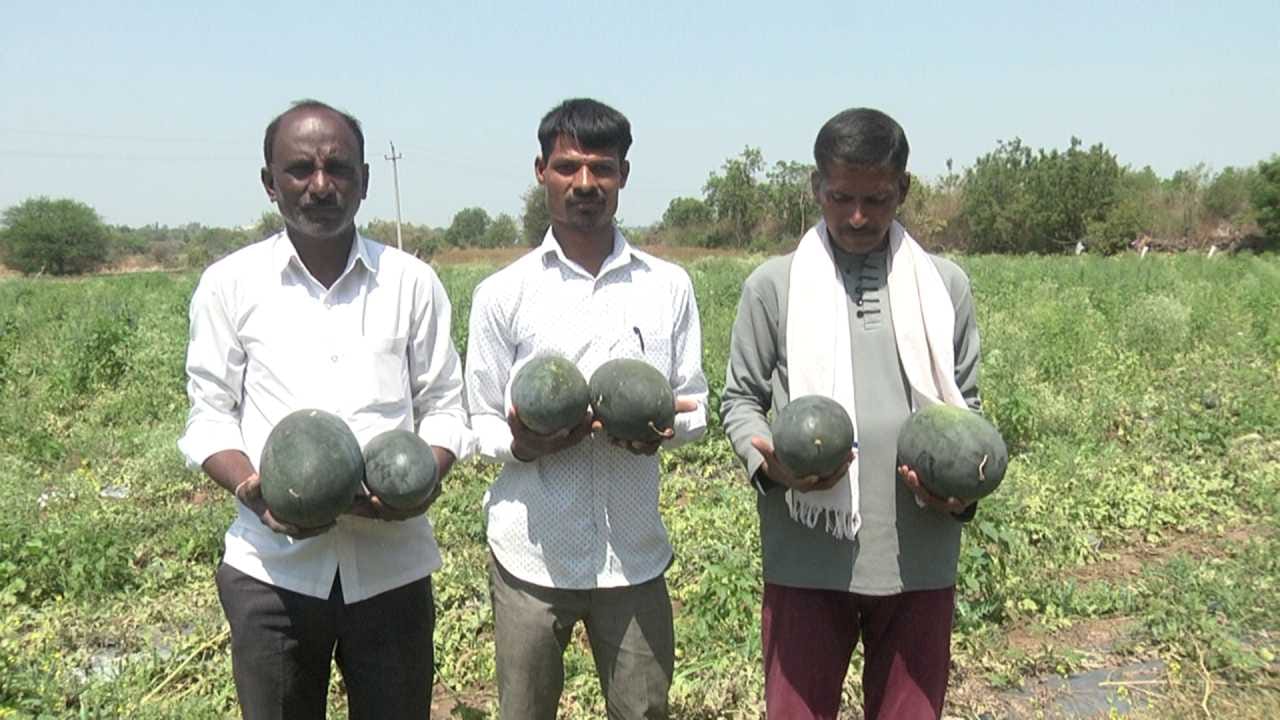 ಇರಾನ್ ಯುದ್ಧದ ಪರಿಣಾಮ ಬೀದರ್ ಕಲ್ಲಂಗಡಿಗೂ ಇಲ್ಲ ಬೆಲೆ!