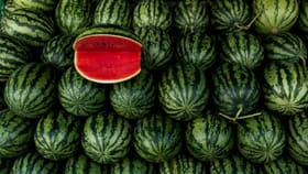 ಮಾಗಿದ, ರಸಭರಿತ ಕಲ್ಲಂಗಡಿ ಹಣ್ಣನ್ನು ಈ ರೀತಿ ಆರಿಸಿ ಖರೀದಿಸಿ