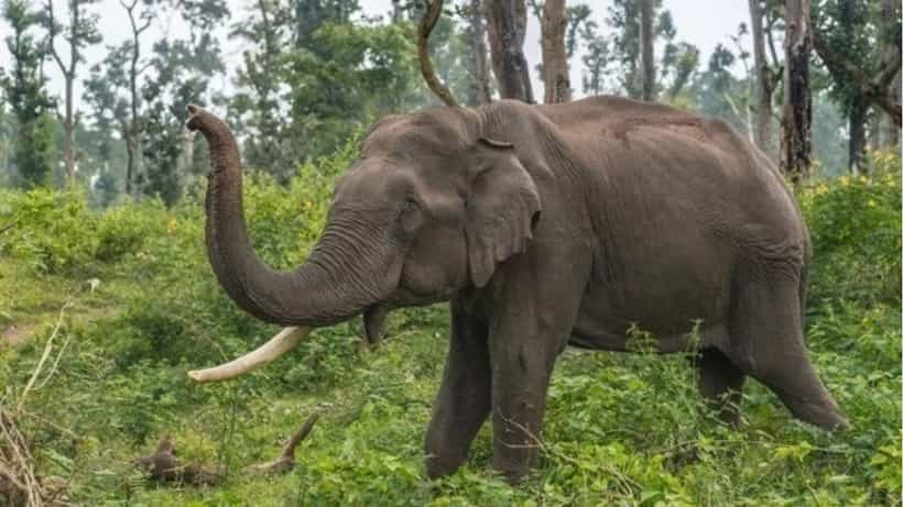 ಕಾಡಾನೆ ದಾಳಿಗೆ ಕೊಡಗಲ್ಲಿ ಮತ್ತೊಂದು ಬಲಿ: ದಾರುಣವಾಗಿ ಮೃತಪಟ್ಟ ಕಾಫಿ ಬೆಳೆಗಾರ