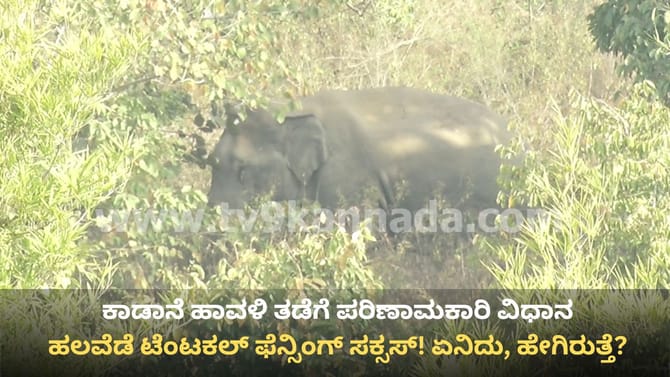 ಕಾಡಾನೆಗಳ ಉಪಟಳದಿಂದ ಪಾರು ಮಾಡುತ್ತೆ ಟೆಂಟಕಲ್ ಫೆನ್ಸಿಂಗ್: ಹೇಗೆ ಗೊತ್ತೇ?