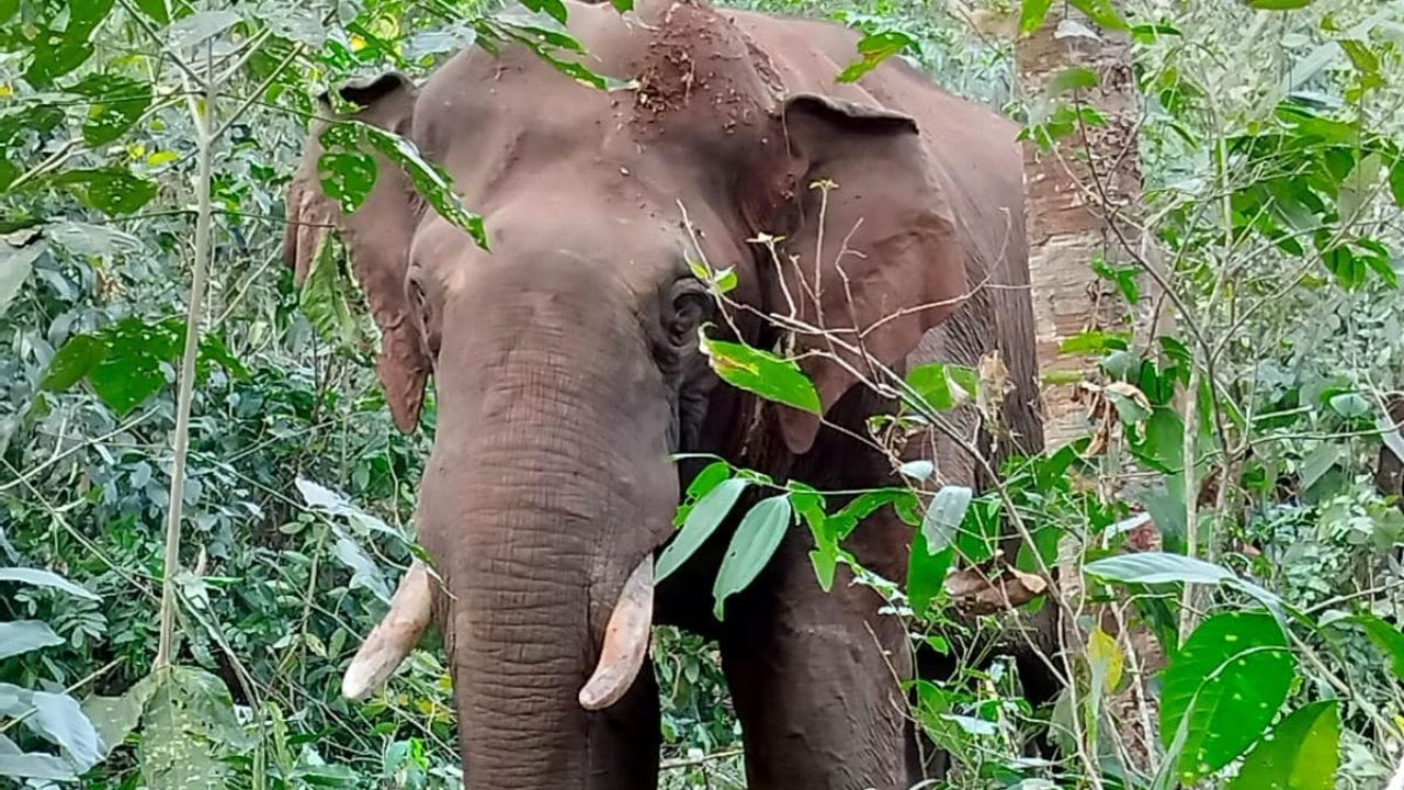10 ದಿನಗಳ ಕಾಡಾನೆ ದಾಳಿಗೆ ಎರಡನೇ ಬಲಿ: ಗ್ರಾ.ಪಂ. ಮಾಜಿ ಸದಸ್ಯೆ ದಾರುಣ ಸಾವು