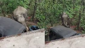 ಪಟಾಕಿ ಸಿಡಿಸಿದ್ದರಿಂದ ರೊಚ್ಚಿಗೆದ್ದ ಕಾಡಾನೆ ಆಟೋವನ್ನು ಮಾಡಿದ್ದೇನು ನೋಡಿ!