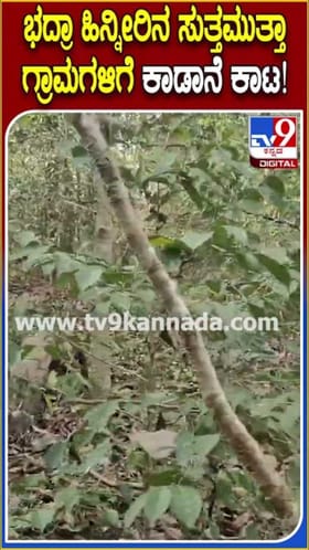 ಭದ್ರಾ ಹಿನ್ನೀರಿನ ಬಳಿ ಬೀಡುಬಿಟ್ಟಿರುವ ಕಾಡಾನೆಗಳ ಹಿಂಡು!