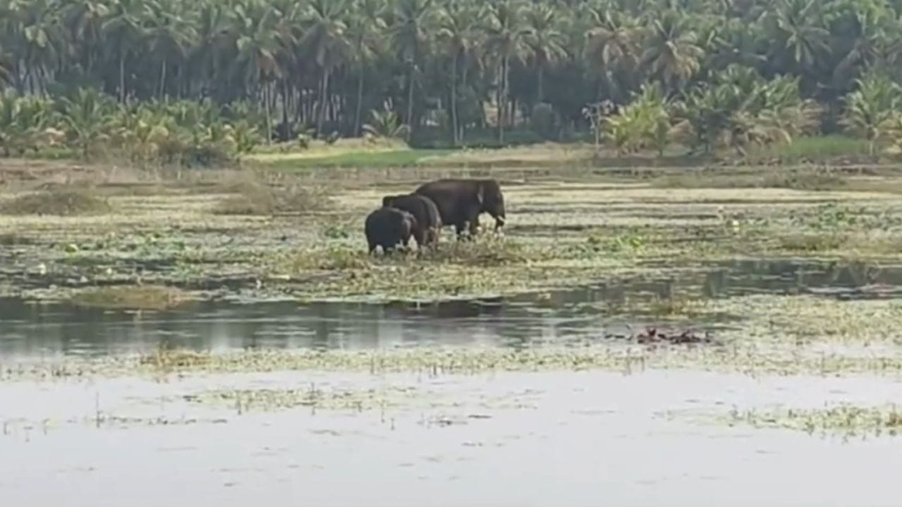ಬ್ರಹ್ಮಣಿಪುರ ಕೆರೆಯಲ್ಲಿ ಬೆಳ್ಳಂ ಬೆಳಿಗ್ಗೆ ಕಾಣಿಸಿಕೊಂಡ ಕಾಡಾನೆಗಳ ಹಿಂಡು: ರೈತರಲ್ಲಿ ಆತಂಕ