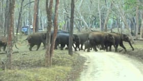 ರಸ್ತೆ ಹೇಗೆ ದಾಟ್ಬೇಕು ಗೊತ್ತಾ? ಮನುಷ್ಯರಿಗೇ ಪಾಠ ಹೇಳಿದ ಕಾಡಾನೆ ಹಿಂಡು!