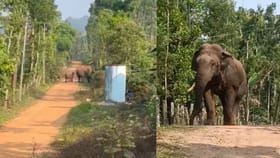 ಮರಿಗಳ ಜೊತೆ ಕಾಫಿ ತೋಟದಲ್ಲಿ ಕಾಡಾನೆಗಳ ಜಾಲಿ ರೌಂಡ್ಸ್