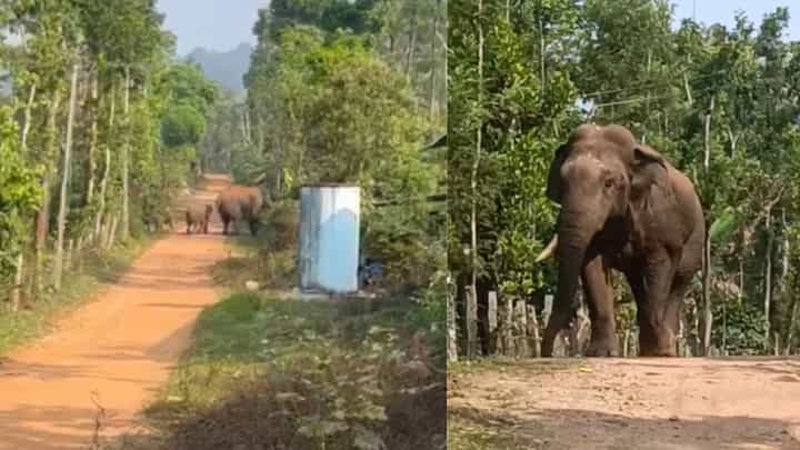ಮರಿಗಳ ಜೊತೆ ಕಾಫಿ ತೋಟದಲ್ಲಿ ಕಾಡಾನೆಗಳ ಜಾಲಿ ರೌಂಡ್ಸ್: ಸ್ಥಳೀಯರಲ್ಲಿ ಆತಂಕ ಮರಿಗಳ ಜೊತೆ ಕಾಫಿ ತೋಟದಲ್ಲಿ ಕಾಡಾನೆಗಳ ಜಾಲಿ ರೌಂಡ್ಸ್: ಸ್ಥಳೀಯರಲ್ಲಿ ಆತಂಕ