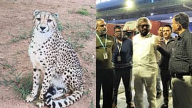 ಬನ್ನೇರುಘಟ್ಟಕ್ಕೆ ನಾಲ್ಕು ಆಫ್ರಿಕನ್ ಚೀತಾಗಳ ಎಂಟ್ರಿ!