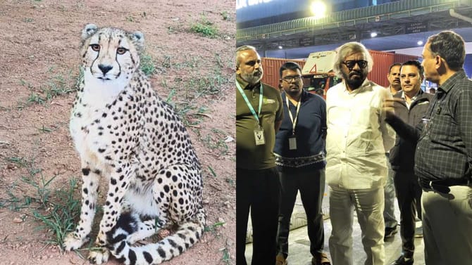 ಬನ್ನೇರುಘಟ್ಟಕ್ಕೆ ನಾಲ್ಕು ಆಫ್ರಿಕನ್ ಚೀತಾಗಳ ಎಂಟ್ರಿ!