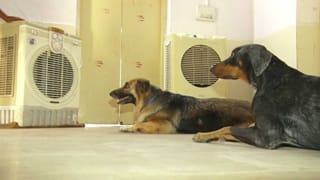 GT vs MI: W,W,W.. ಪವರ್‌ಪ್ಲೇನಲ್ಲೇ ಮುಂಬೈ ಪವರ್ ಕಸಿದ ಕಗಿಸೋ ರಬಾಡ