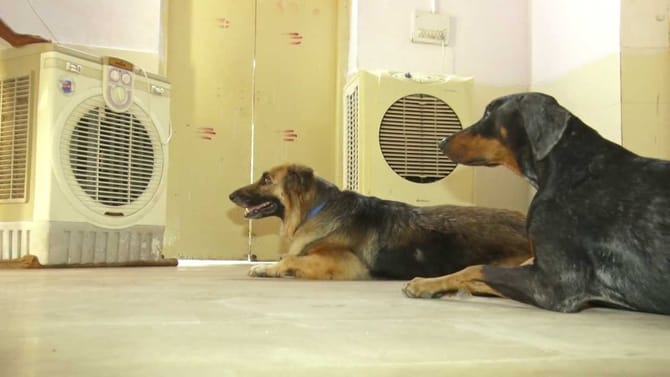 ರಣಬಿಸಿಲಿನಿಂದ ರಕ್ಷಣೆಗೆ ಶ್ವಾನದಳಕ್ಕೆ ವಿಶೇಷ 'ಕೂಲ್' ಟ್ರೀಟ್ಮೆಂಟ್!