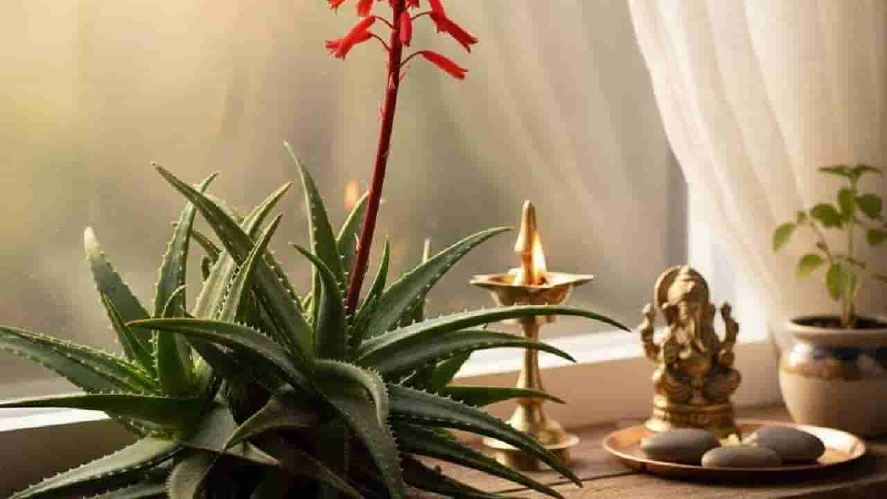 Vasthu Tips: ಸೌಂದರ್ಯಕ್ಕೆ ಮಾತ್ರವಲ್ಲ, ಸಮೃದ್ಧಿಗೂ ಅಲೋವೆರಾ; ಈ ದಿಕ್ಕಿನಲ್ಲಿ ಗಿಡವಿದ್ದರೆ ಬದಲಾಗುತ್ತೆ ನಿಮ್ಮ ಲಕ್!