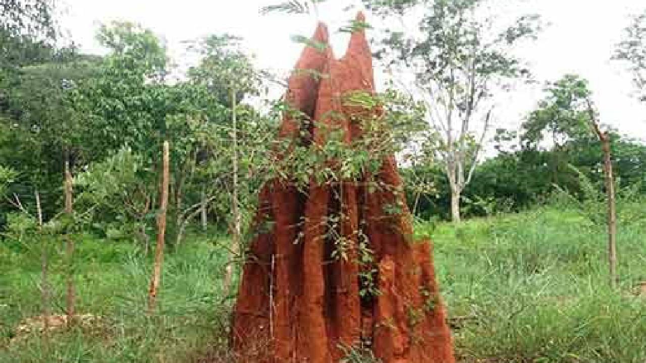 Anthills Pooja: ಹುತ್ತಗಳಿಗೆ ಪೂಜೆ ಮಾಡುವ ಮುನ್ನ ಈ ವಿಷಯ ತಿಳಿದುಕೊಳ್ಳಿ