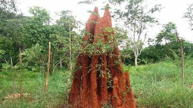 ಹುತ್ತಗಳಿಗೆ ಪೂಜೆ ಮಾಡುವ ಮುನ್ನ ಈ ವಿಷ್ಯ ತಿಳಿದುಕೊಳ್ಳಿ