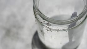 ಇರುವೆಗಳನ್ನು ಓಡಿಸಲು ಲವಂಗ ಹೇಗೆ ಸಹಾಯ ಮಾಡುತ್ತದೆ?