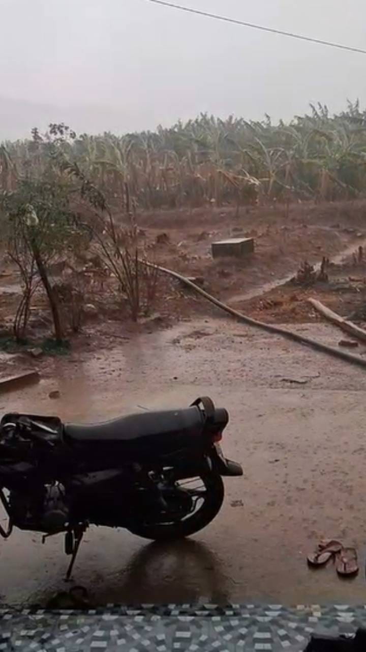 ಬಿರುಗಾಳಿ ಸಹಿತ ಭಾರೀ ಮಳೆಗೆ ಬಾಳೆ ಬಾಳೆ‌ತೋಟ ಸರ್ವನಾಶ
