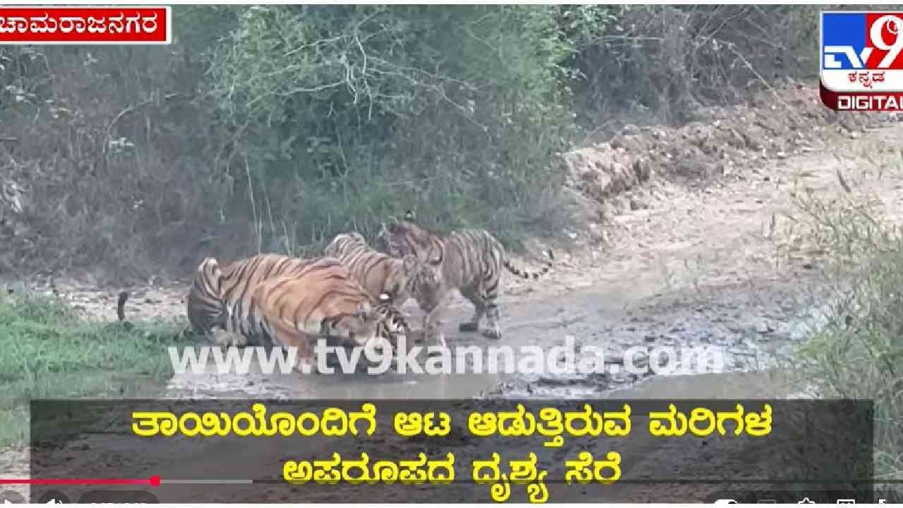 ಬಂಡೀಪುರ ಸಫಾರಿಗೆ ಹೋದ ಪ್ರವಾಸಿಗರಿಗೆ ಹುಲಿ ಫ್ಯಾಮಿಲಿ ದರ್ಶನ, ಅಪರೂಪದ ವಿಡಿಯೋ