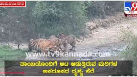 ಬಂಡೀಪುರ ಸಫಾರಿಗೆ ಹೋದ ಪ್ರವಾಸಿಗರಿಗೆ ಹುಲಿ ಫ್ಯಾಮಿಲಿ ದರ್ಶನ