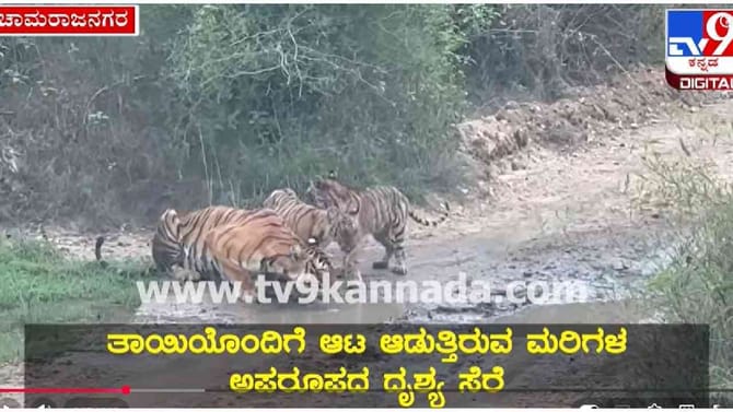 ಬಂಡೀಪುರ ಸಫಾರಿಗೆ ಹೋದ ಪ್ರವಾಸಿಗರಿಗೆ ಹುಲಿ ಫ್ಯಾಮಿಲಿ ದರ್ಶನ