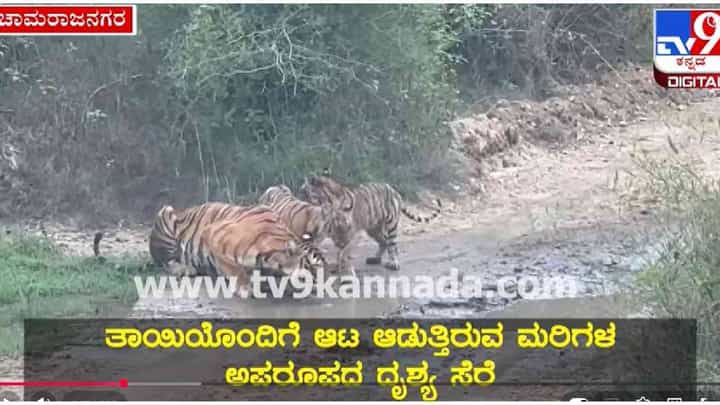 ಬಂಡೀಪುರ ಸಫಾರಿಗೆ ಹೋದ ಪ್ರವಾಸಿಗರಿಗೆ ಹುಲಿ ಫ್ಯಾಮಿಲಿ ದರ್ಶನ, ಅಪರೂಪದ ವಿಡಿಯೋ ಬಂಡೀಪುರ ಸಫಾರಿಗೆ ಹೋದ ಪ್ರವಾಸಿಗರಿಗೆ ಹುಲಿ ಫ್ಯಾಮಿಲಿ ದರ್ಶನ, ಅಪರೂಪದ ವಿಡಿಯೋ