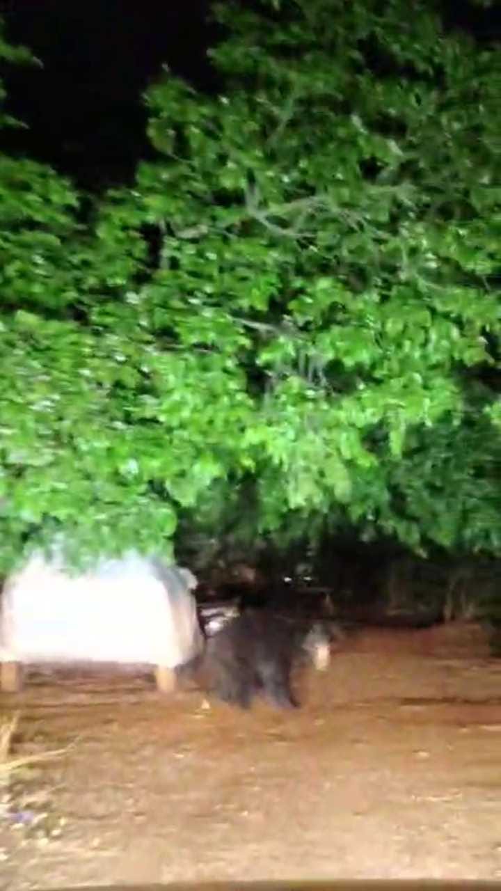 ತಡರಾತ್ರಿ ಮಧ್ಯ ರೋಡಲ್ಲೇ ಪ್ರತ್ಯಕ್ಷವಾಯಿತು ಕರಡಿ!