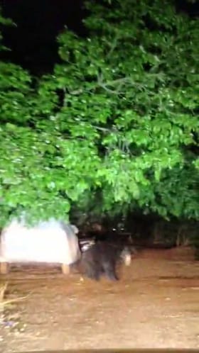 ತಡರಾತ್ರಿ ಮಧ್ಯ ರೋಡಲ್ಲೇ ಪ್ರತ್ಯಕ್ಷವಾಯಿತು ಕರಡಿ!