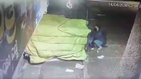 ಬೆಂಗಳೂರಿನಲ್ಲಿ 'ತೆಂಗಿನಕಾಯಿ ಕಳ್ಳಿ'ಯ ಹಾವಳಿ!