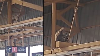 RCB vs LSG: ಸಾಲ್ಟ್ ಸೂಪರ್ ಮ್ಯಾಚ್ ಕ್ಯಾಚ್; ಪಂತ್ ಒಂದೇ ರನ್​ಗೆ ಸುಸ್ತು