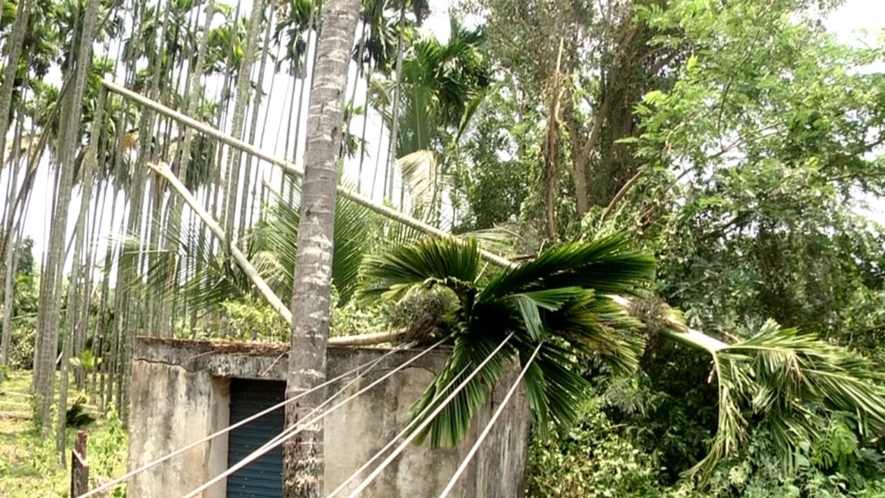 ಮಗುವಿನಂತೆ ಸಲಹಿದ್ದ ಅಡಿಕೆ ಗಿಡಗಳು ಧರೆಗೆ ಉರುಳಿದ್ದು ನೋಡಿ ರೈತ ಮಹಿಳೆಯು ಕಣ್ಣೀರು ಹಾಕುತ್ತಿದ್ದು, ಭದ್ರಾವತಿ ತಾಲೂಕಿನ ಆನವೇರಿ ಮತ್ತು ಹೊಳೆಹೊನ್ನೂರು ಹೋಬಳಿಯ ಗ್ರಾಮಸ್ಥರು  ಕಂಗಾಲಾಗಿದ್ದಾರೆ. ರಾತ್ರಿಯಿಂದ ವಿದ್ಯುತ್ ಸಂಪರ್ಕ ಕೂಡ ಇಲ್ಲದ ಕಾರಣ ಹಾನಿಗಳೊಗಾದ ಮನೆಗೆಳ ಶೀಘ್ರ ದುರಸ್ತಿಗೂ ಸಮಸ್ಯೆ ಉಂಟಾಗಿದೆ.