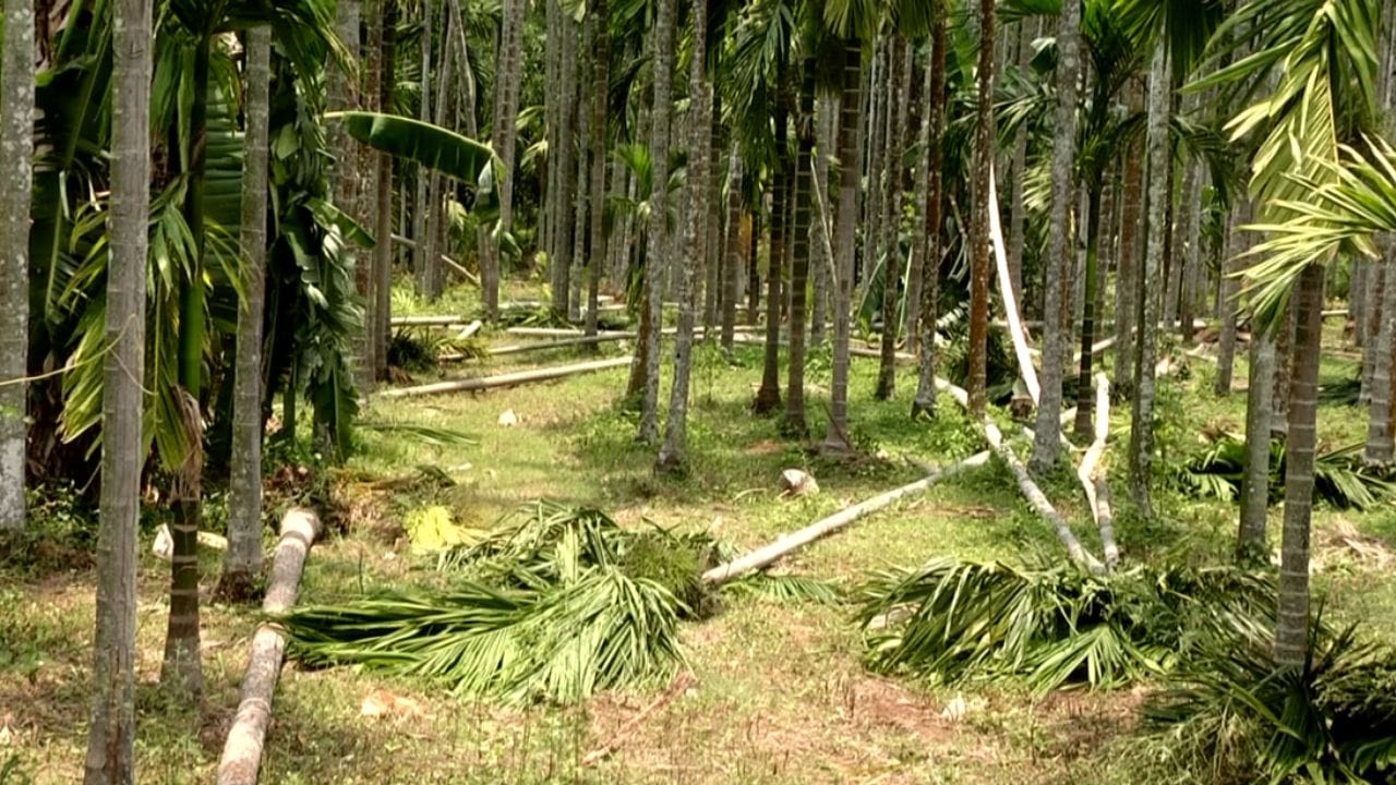 ಹಲವರ ತೋಟಗಳೇ ನಾಮಾವಶೇಷವಾಗಿದ್ದರೆ, ಇನ್ನು ಕೆಲವರು ಮನೆಗಳನ್ನು ಕಳೆದುಕೊಂಡು ಬೀದಿಗೆ ಬಂದಿದ್ದಾರೆ. ಐದು ಟಿಸಿ ಸೇರಿದಂತೆ ವಿದ್ಯುತ್​​ ಕಂಬಗಳು ಸೇರಿ ಸಂಪೂರ್ಣ ವ್ಯವಸ್ಥೆಯೇ ಬುಡಮೇಲಾಗಿದೆ. ಜನಪ್ರತಿನಿಧಿಗಳು ಈಗಾಗಲೇ ಹಾನಿಗೊಳಗಾದ ಪ್ರದೇಶಗಳಿಗೆ ಭೇಟಿ ನೀಡಿದ್ದು, ಶೀಘ್ರ ಪರಿಹಾರದ ಭರವಸೆ ನೀಡಿದ್ದಾರೆ.