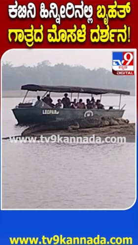 ಕಬಿನಿ ಹಿನ್ನೀರಿನಲ್ಲಿ ಬೃಹತ್ ಮೊಸಳೆ ಪ್ರತ್ಯಕ್ಷ; ನೋಡಿ ಭಯಗೊಂಡ ಪ್ರವಾಸಿಗರು