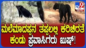 ಬೆಳ್ಳಂಬೆಳಗ್ಗೆ ಸಫಾರಿ ತೆರಳಿದವರಿಗೆ ದರ್ಶನ ಕೊಟ್ಟ ಅಪರೂಪದ ಕರಿಚಿರತೆ!