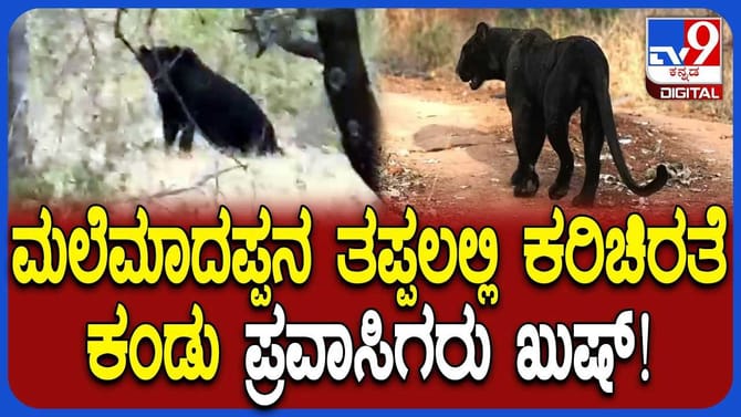 ಬೆಳ್ಳಂಬೆಳಗ್ಗೆ ಸಫಾರಿ ತೆರಳಿದವರಿಗೆ ದರ್ಶನ ಕೊಟ್ಟ ಅಪರೂಪದ ಕರಿಚಿರತೆ!