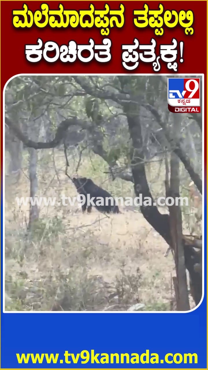 ಮಲೆ ಮಾದಪ್ಪನ ಬೆಟ್ಟದ ತಪ್ಪಲಲ್ಲಿ ಕರಿಚಿರತೆ ಪ್ರತ್ಯಕ್ಷ