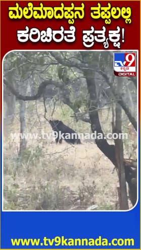 ಮಲೆ ಮಾದಪ್ಪನ ಬೆಟ್ಟದ ತಪ್ಪಲಲ್ಲಿ ಕರಿಚಿರತೆ ಪ್ರತ್ಯಕ್ಷ