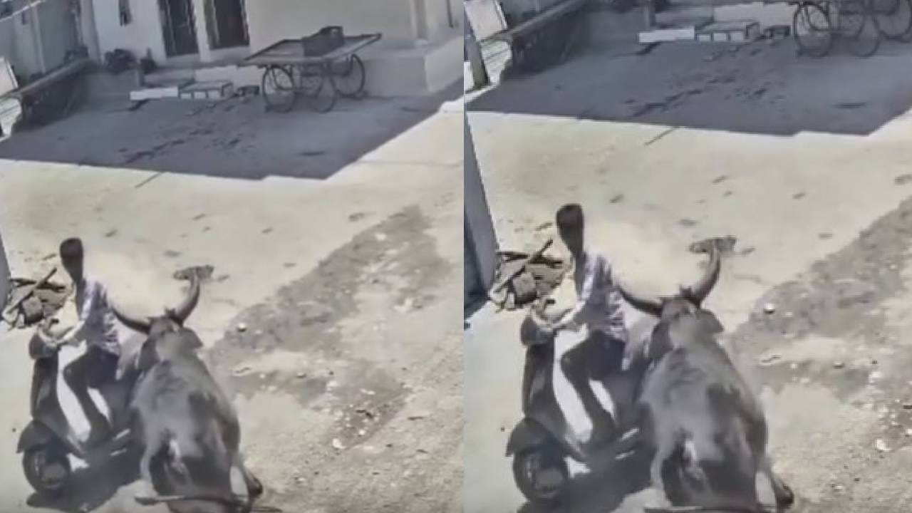 ವಿಡಿಯೋ: ಬೈಕ್ ನಲ್ಲಿ ಹೋಗುತ್ತಿದ್ದ ವ್ಯಕ್ತಿ ಮೇಲೆ ಗೂಳಿ ದಾಳಿ