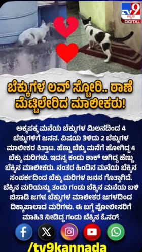 ಅಕ್ಕ ಪಕ್ಕ ಮನೆ ಬೆಕ್ಕುಗಳ ಲವ್‌ಸ್ಟೋರಿ: ಠಾಣೆ ಮೆಟ್ಟಿಲೇರಿದ ಮಾಲೀಕರು