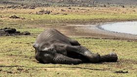 17 ಗಂಟೆಗಳ ಹೋರಾಟದ ಬಳಿಕವೂ ಚಿಕಿತ್ಸೆ ಫಲಿಸದೆ ಹೆಣ್ಣಾನೆ ಸಾವು!