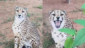 ಆಫ್ರಿಕಾದಿಂದ ಬಂದ ಚೀತಾಗಳು ಹೇಗಿವೆ ನೋಡಿ!