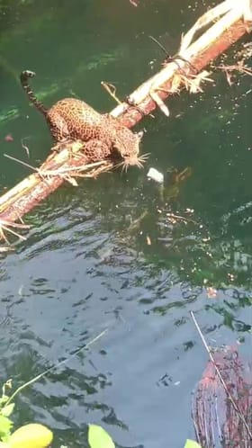 ತುಮಕೂರು: ನವಿಲು ಬೇಟೆಯಾಡಲು ಹೋಗಿ ಬಾವಿಗೆ ಬಿದ್ದ ಚಿರತೆ