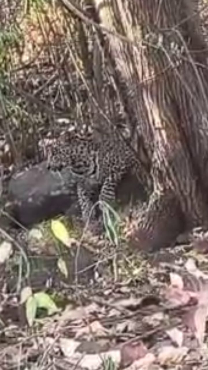 ಮಲೆ ಮಹದೇಶ್ವರ ಬೆಟ್ಟದ 6ನೇ ತಿರುವಿನಲ್ಲಿ ಚಿರತೆ ಪ್ರತ್ಯಕ್ಷ