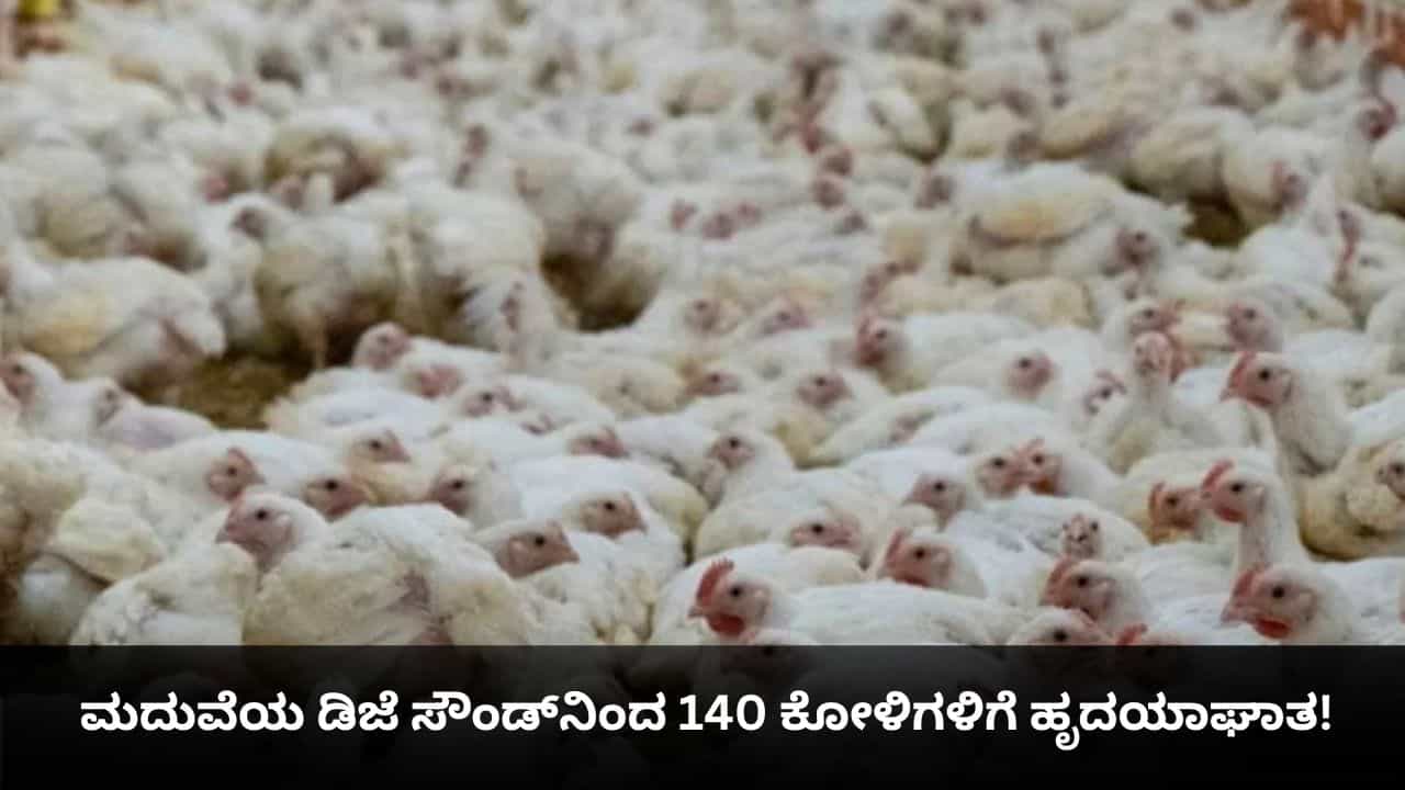 ಮದುವೆಯ ಡಿಜೆ ಸೌಂಡ್ನಿಂದ 140 ಕೋಳಿಗಳಿಗೆ ಹೃದಯಾಘಾತ! ಮದುವೆಯ ಡಿಜೆ ಸೌಂಡ್ನಿಂದ 140 ಕೋಳಿಗಳಿಗೆ ಹೃದಯಾಘಾತ!