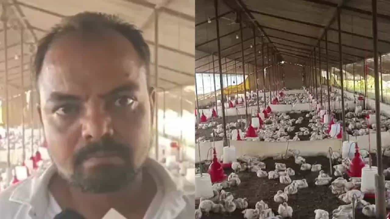 ಮದುವೆ ಮನೆಯ ಡಿಜೆ ಸದ್ದು ಕೇಳಿ ಕೋಳಿಗಳಿಗೆ ಹಾರ್ಟ್ ಅಟ್ಯಾಕ್,140 ಕೋಳಿಗಳು ಸಾವು, ಕೋಳಿ ಫಾರಂ ಮಾಲೀಕನ ಆಕ್ರೋಶ ಮದುವೆ ಮನೆಯ ಡಿಜೆ ಸದ್ದು ಕೇಳಿ ಕೋಳಿಗಳಿಗೆ ಹಾರ್ಟ್ ಅಟ್ಯಾಕ್,140 ಕೋಳಿಗಳು ಸಾವು, ಕೋಳಿ ಫಾರಂ ಮಾಲೀಕನ ಆಕ್ರೋಶ