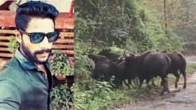 ಕಾಡುಕೋಣದ ದಾಳಿಗೆ ಪ್ರಾಣಬಿಟ್ಟ ಕಾಫಿ ತೋಟದ ಕೆಲಸಗಾರ