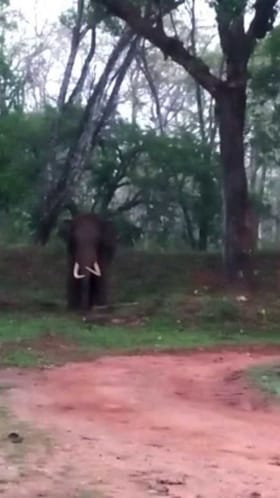 ಪ್ರವಾಸಿ ಮಂದಿರದ ಮುಂದೆಯೇ ನಿಂತ ಆನೆ!