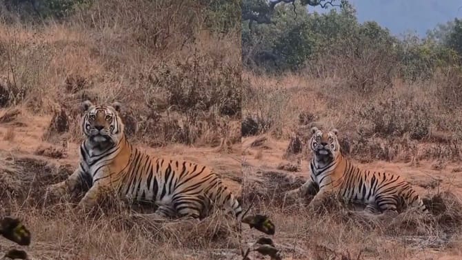 ಹುಲಿರಾಯನ ಖಡಕ್ ಲುಕ್​​​ಗೆ ಪ್ರವಾಸಿಗರು ಫಿದಾ