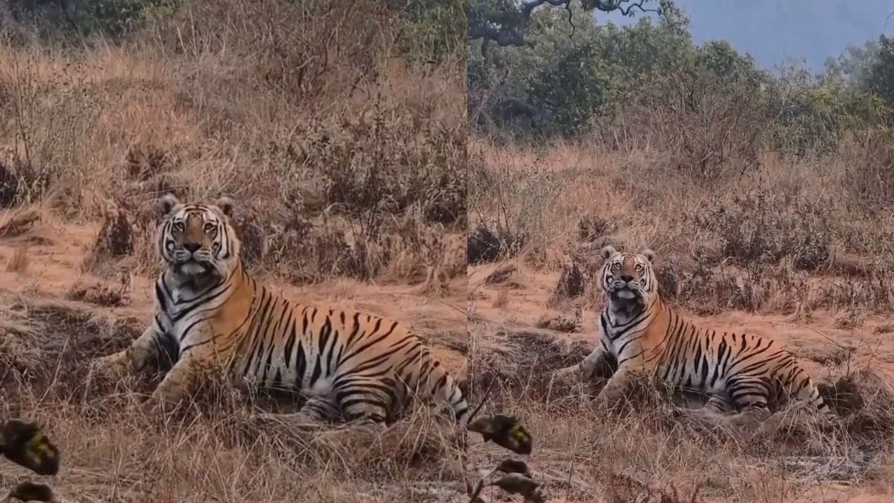 ಹುಲಿರಾಯನ ಖಡಕ್ ಲುಕ್ಗೆ ಪ್ರವಾಸಿಗರು ಫಿದಾ: ತಣಿಗೆಬೈಲ್ ಅರಣ್ಯದಲ್ಲಿ ವ್ಯಾಘ್ರನ 'ಫೋಟೋ ಶೂಟ್'! ಹುಲಿರಾಯನ ಖಡಕ್ ಲುಕ್ಗೆ ಪ್ರವಾಸಿಗರು ಫಿದಾ: ತಣಿಗೆಬೈಲ್ ಅರಣ್ಯದಲ್ಲಿ ವ್ಯಾಘ್ರನ 'ಫೋಟೋ ಶೂಟ್'!