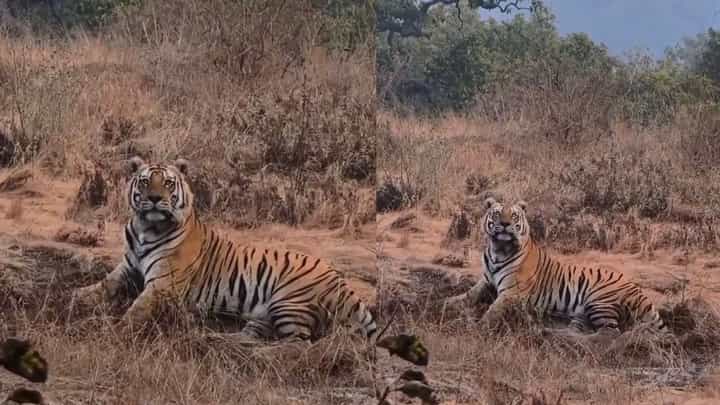 ಹುಲಿರಾಯನ ಖಡಕ್ ಲುಕ್ಗೆ ಪ್ರವಾಸಿಗರು ಫಿದಾ: ತಣಿಗೆಬೈಲ್ ಅರಣ್ಯದಲ್ಲಿ ವ್ಯಾಘ್ರನ 'ಫೋಟೋ ಶೂಟ್'! ಹುಲಿರಾಯನ ಖಡಕ್ ಲುಕ್ಗೆ ಪ್ರವಾಸಿಗರು ಫಿದಾ: ತಣಿಗೆಬೈಲ್ ಅರಣ್ಯದಲ್ಲಿ ವ್ಯಾಘ್ರನ 'ಫೋಟೋ ಶೂಟ್'!