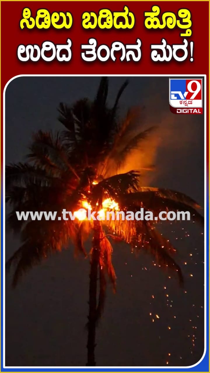 ಸಿಡಿಲು ಬಡಿದು ಹೊತ್ತಿ ಉರಿದ ತೆಂಗಿನ ಮರ: ವಿಡಿಯೋ ನೋಡಿ